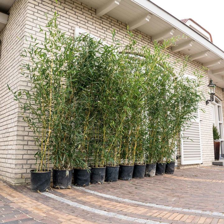 10x Fargesia Bambus - 220cm - Zimmerpflanze Kaufen Staude