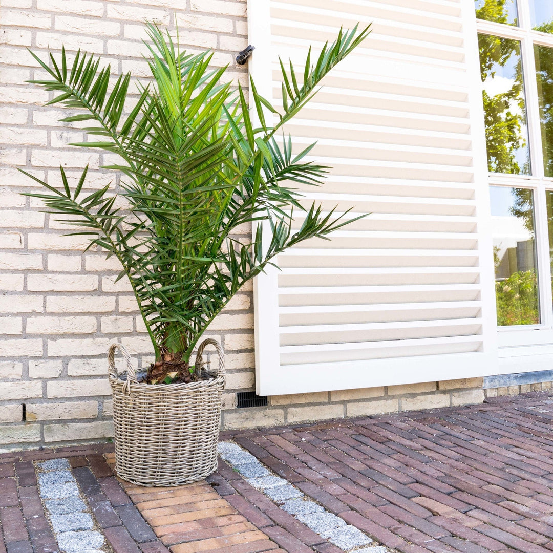 Phoenix Canariensis - 140cm - Dattelpalme - Zimmerpflanze Kaufen