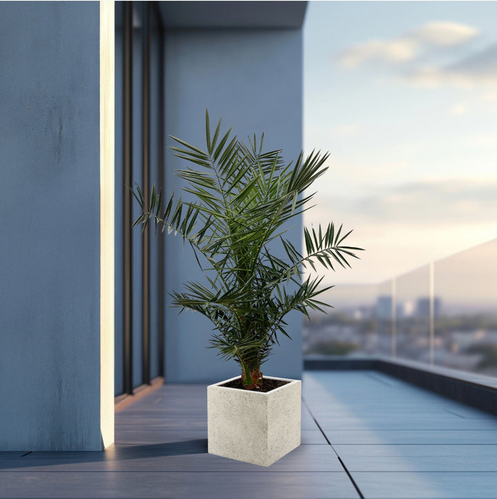 Phoenix Canariensis - 140cm - Dattelpalme - Zimmerpflanze Kaufen