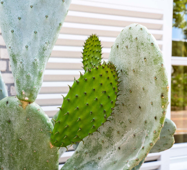 Kaktus Opuntia – 120 cm – Kaktus-Mix – Kaktus-Set Zimmer