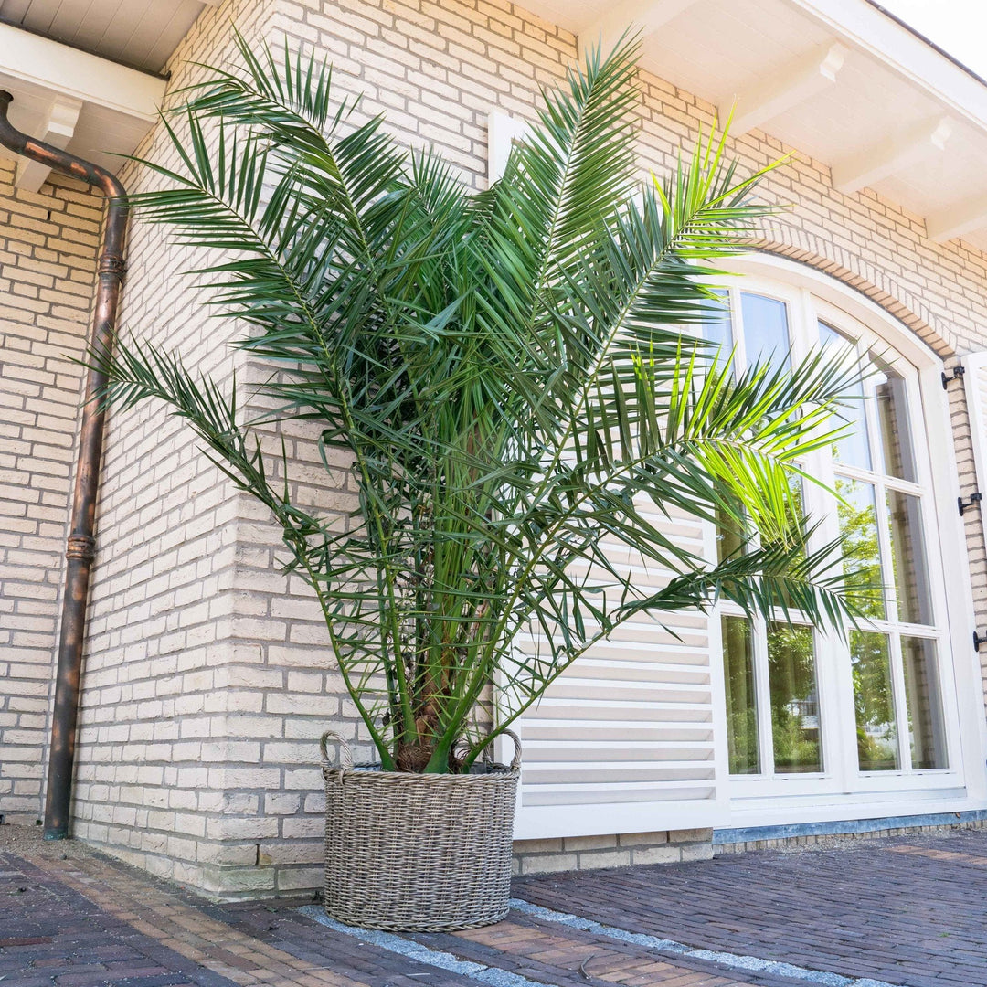 Phoenix Canariensis – 220cm – Dattelpalme – Zimmerpflanze kaufen