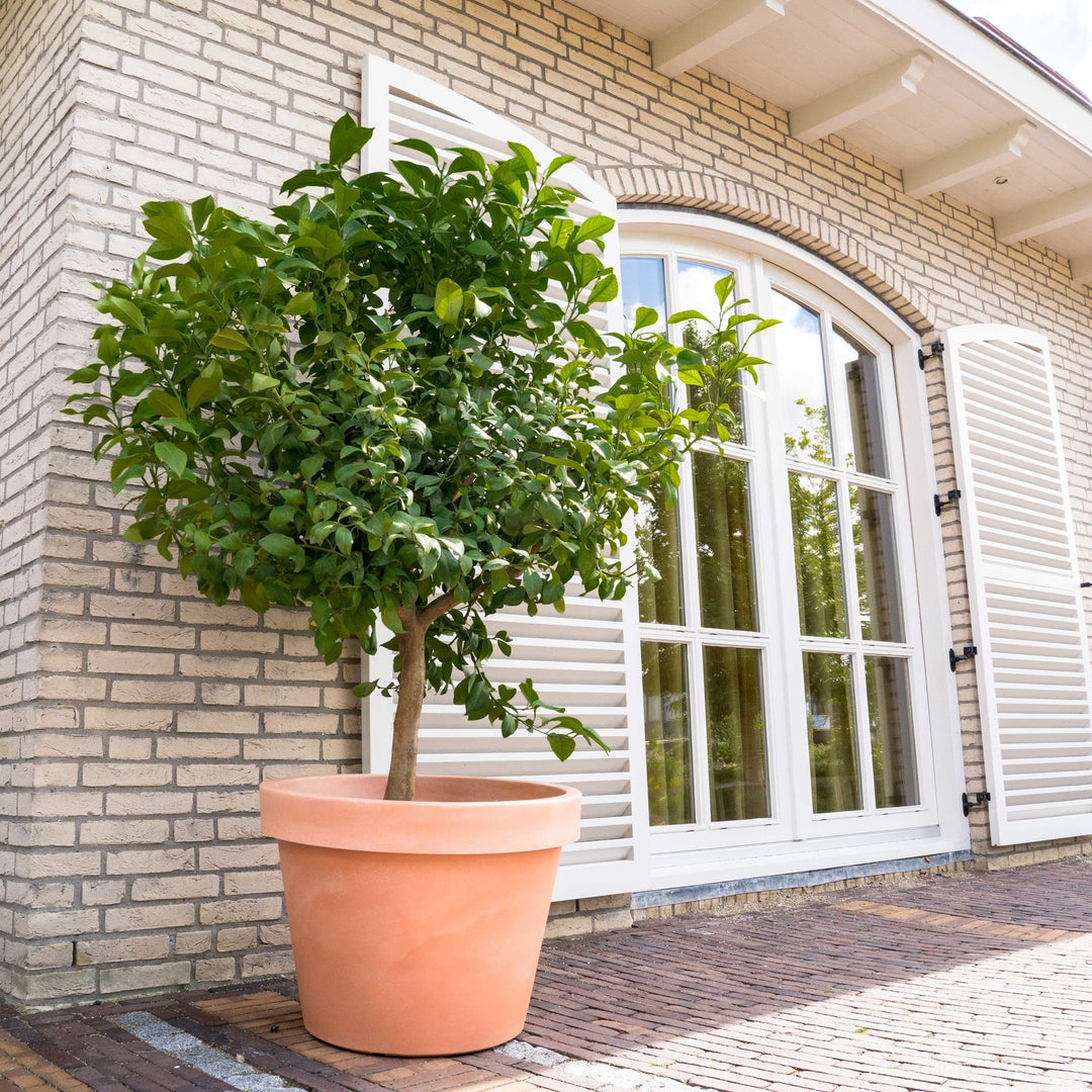 Zitronenbaum - 260cm - Zimmerpflanze Kaufen