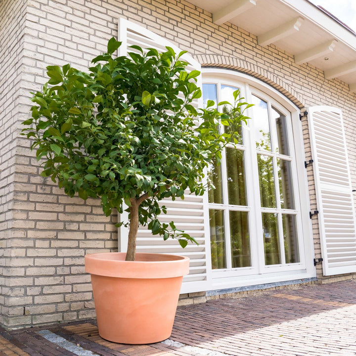 Zitronenbaum - 260cm - Zimmerpflanze Kaufen