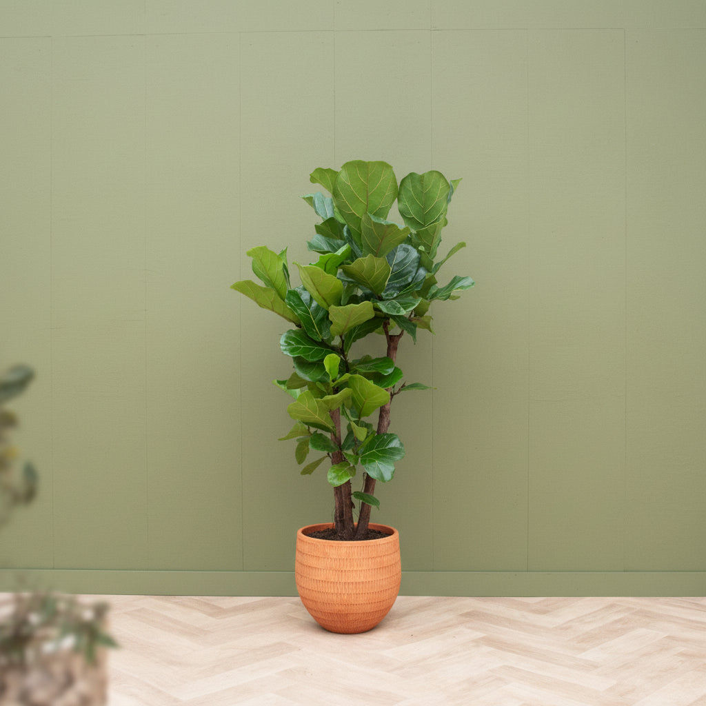 Ficus Lyrata verzweigt - 200cm - Geigenfeige - Zimmerpflanze