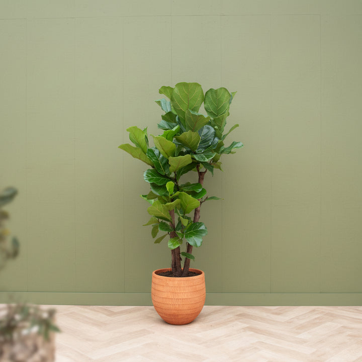 Ficus Lyrata verzweigt - 200cm - Geigenfeige - Zimmerpflanze