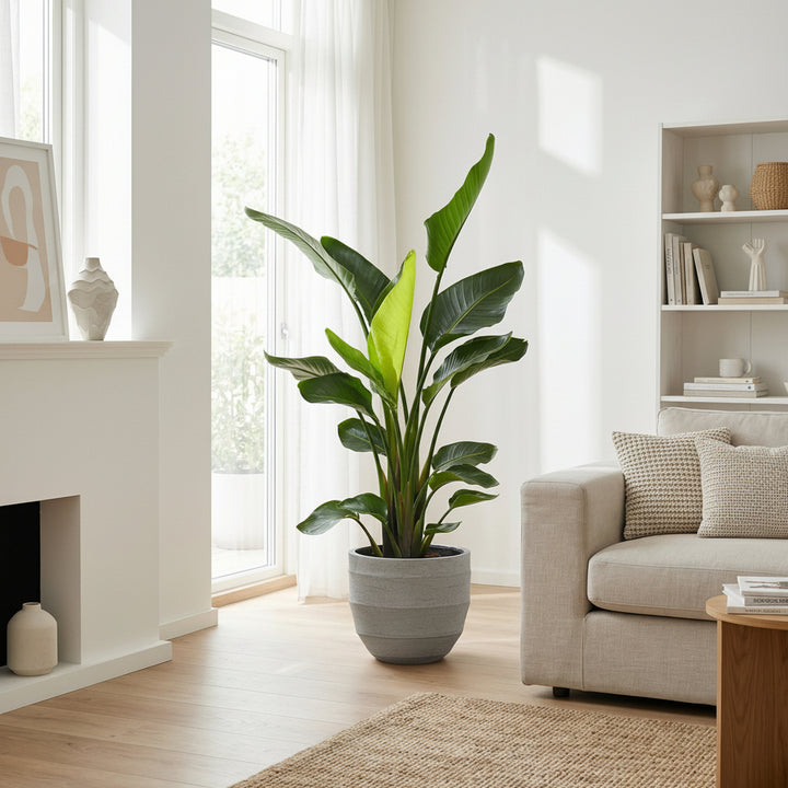 Strelitzia Nicolai - Ø24 - 150cm - Paradiesvogelblume