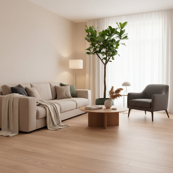 Ficus Lyrata XXXL - 300cm - Geigenfeige - Zimmerpflanze
