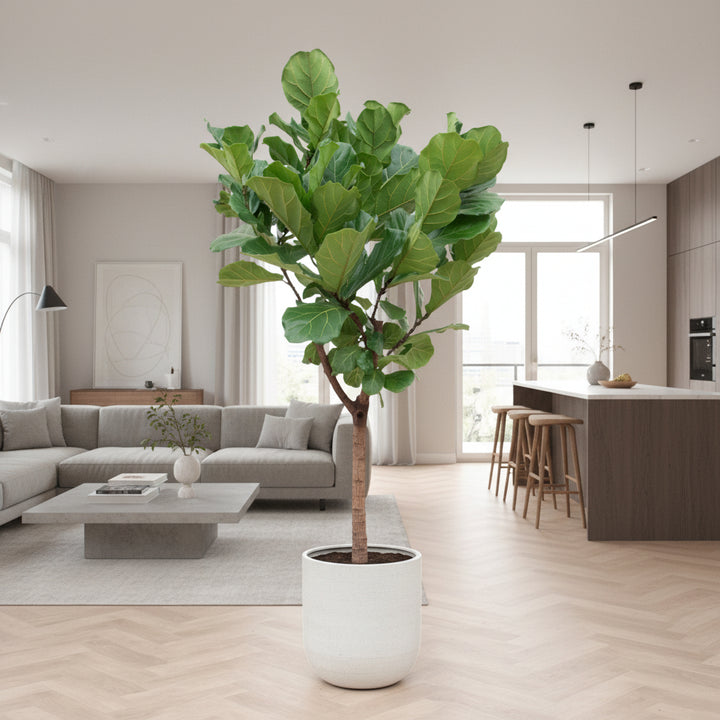 Ficus Lyrata Baum XXL - 210cm - Geigenfeige - Zimmerpflanze