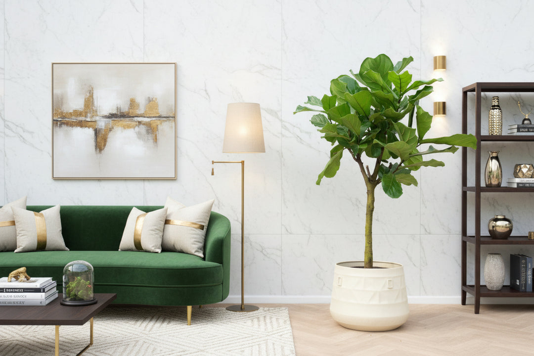 Ficus Lyrata Baum XXL - 210cm - Geigenfeige - Zimmerpflanze