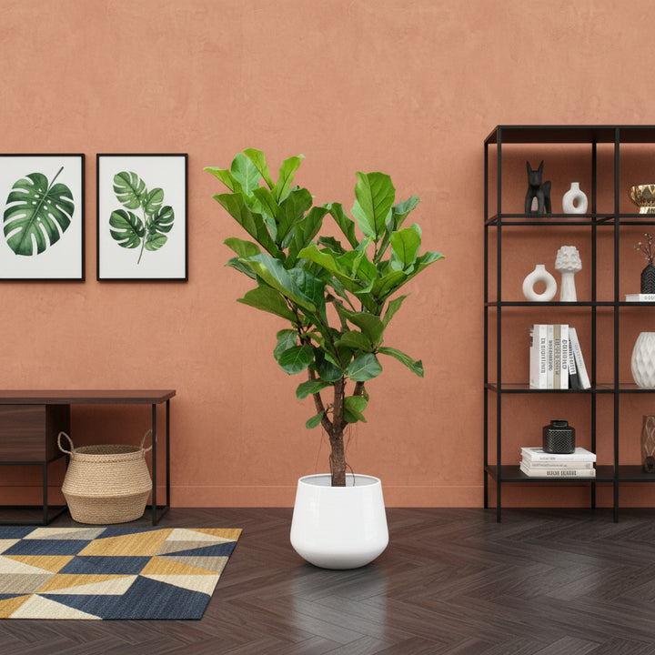 Ficus Lyrata verzweigt - 130cm - Geigenfeige - Zimmerpflanze