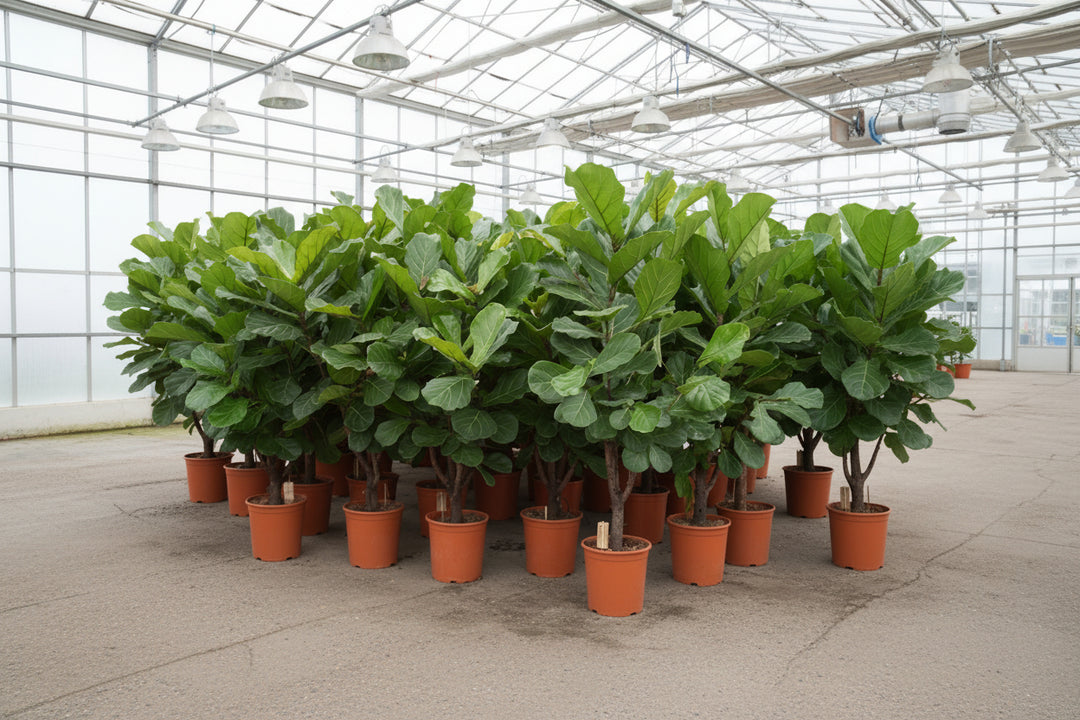 Ficus Lyrata verzweigt - 180cm - Geigenfeige - Zimmerpflanze