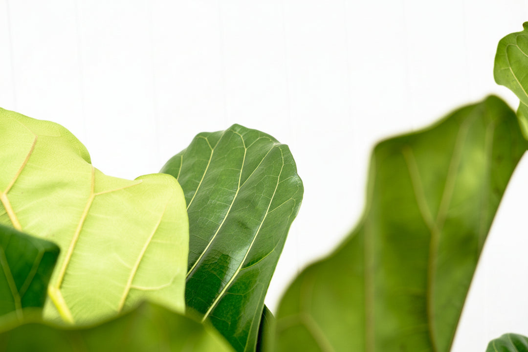 Ficus Lyrata verzweigt - 180cm - Geigenfeige - Zimmerpflanze