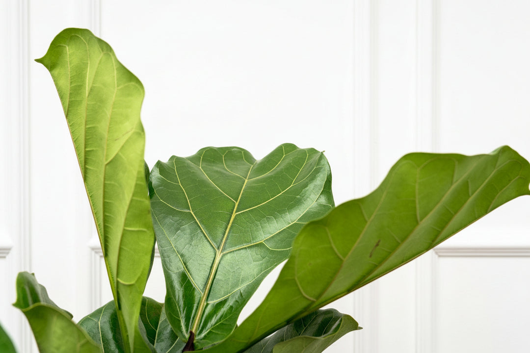 Ficus Lyrata verzweigt - 180cm - Geigenfeige - Zimmerpflanze