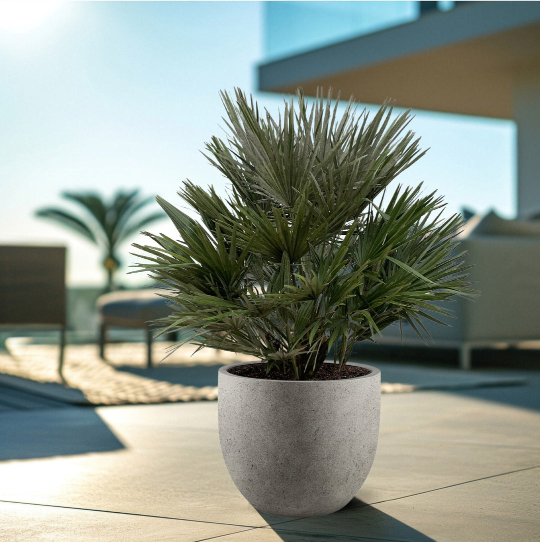 Chamaerops Humilis - 130cm - Zimmerpflanze Kaufen