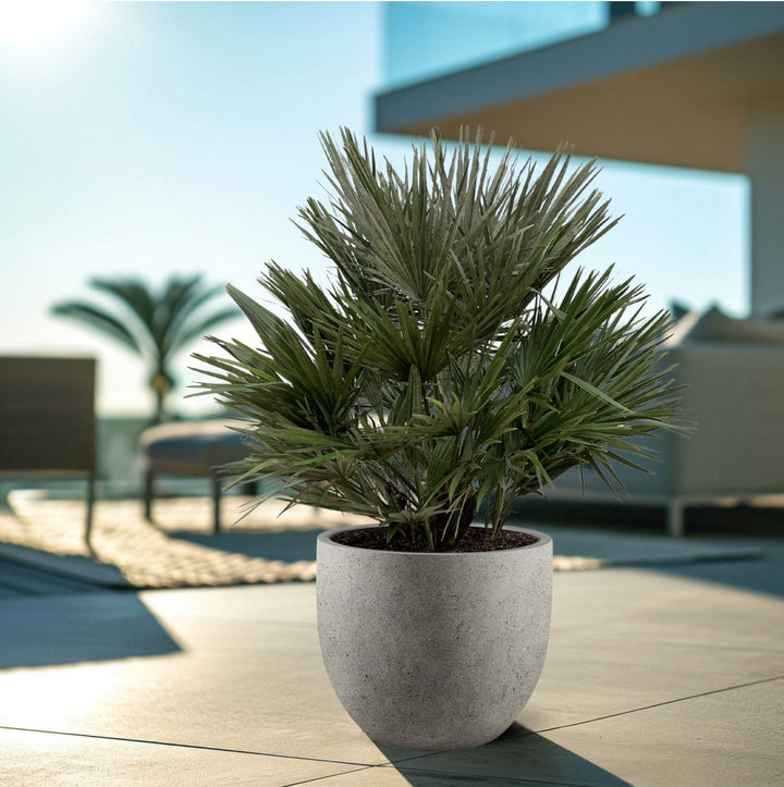 Chamaerops Humilis - 130cm - Zimmerpflanze Kaufen