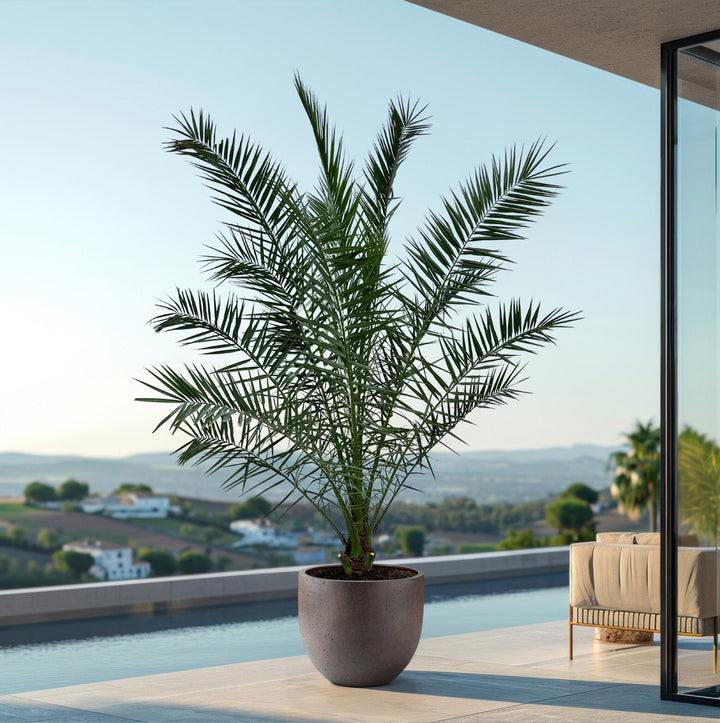 Phoenix Canariensis - 300cm - Dattelpalme - Zimmerpflanze Kaufen