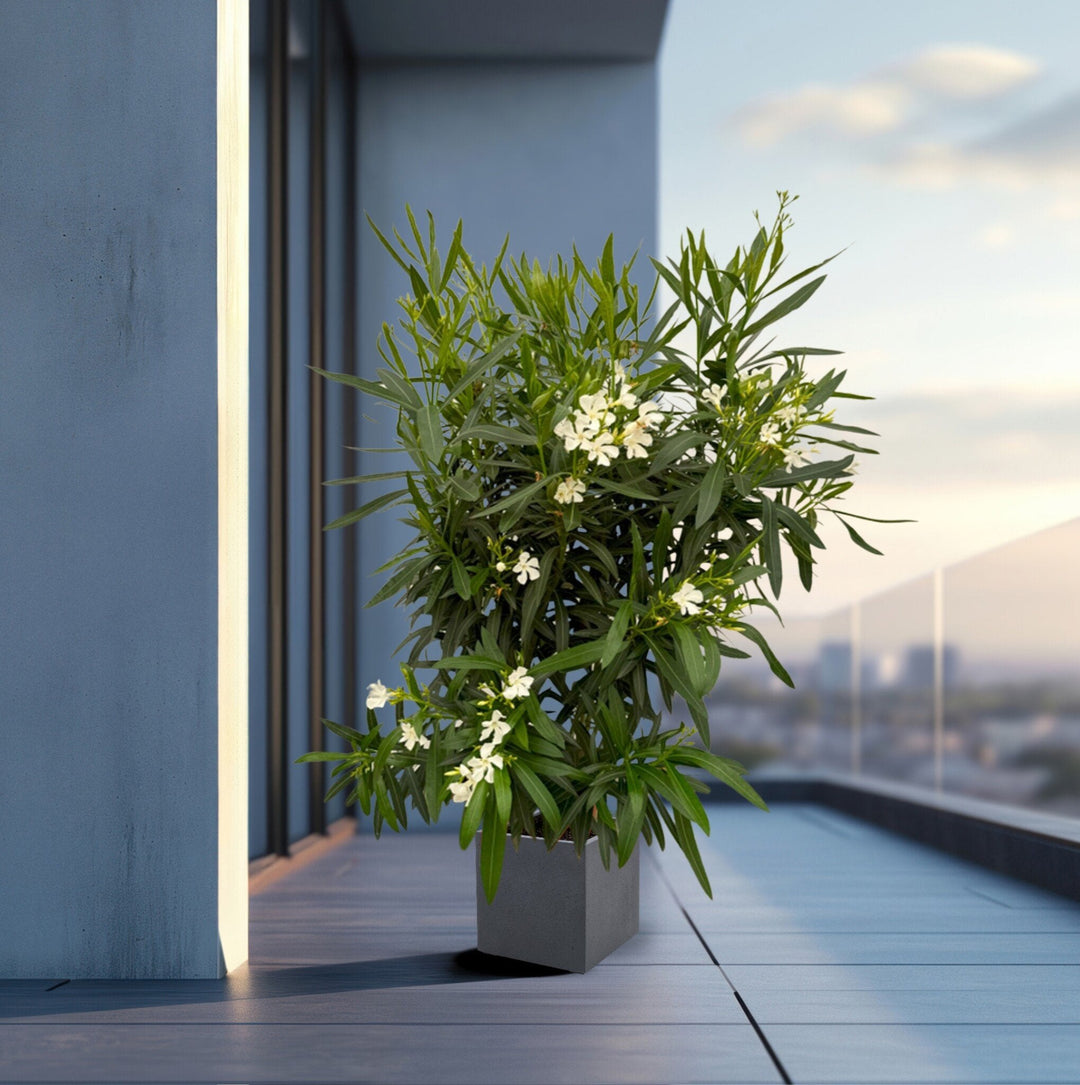 Nerium Oleander Strauch - 160cm - Zimmerpflanze Kaufen