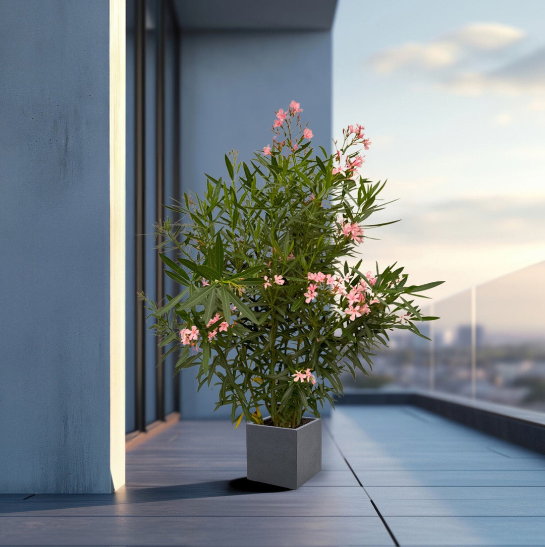 Nerium Oleander Strauch - 160cm - Zimmerpflanze Kaufen