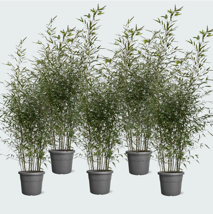 5x Fragesia Bambus – 220cm – Zimmerpflanze kaufen Staude