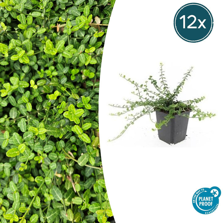 Euonymus fortunei 'Minimus' - 20cm - Zimmerpflanze Kaufen