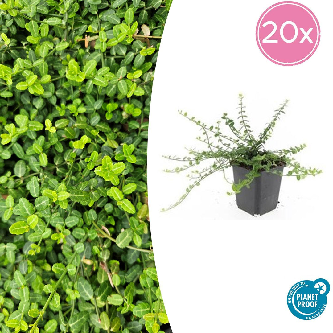 Euonymus fortunei 'Minimus' - 20cm - Zimmerpflanze Kaufen