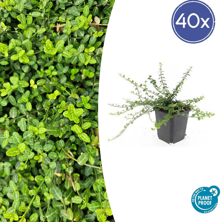 Euonymus fortunei 'Minimus' - 20cm - Zimmerpflanze Kaufen