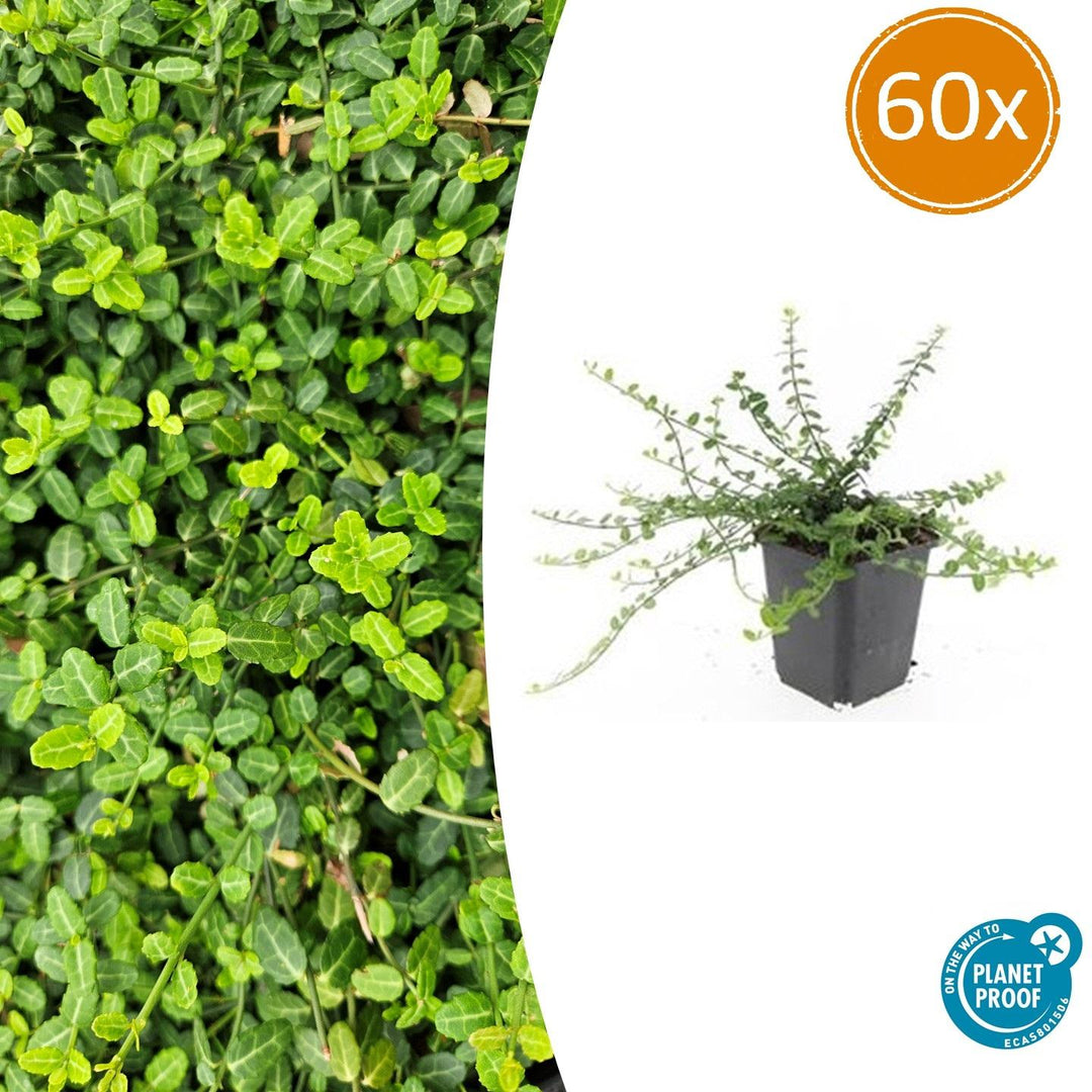 Euonymus fortunei 'Minimus' - 20cm - Zimmerpflanze Kaufen