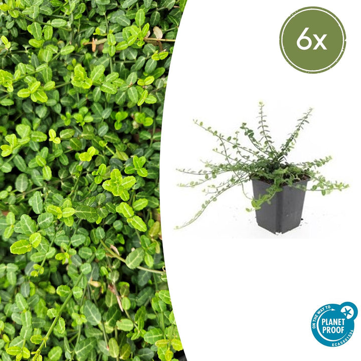Euonymus fortunei 'Minimus' - 20cm - Zimmerpflanze Kaufen