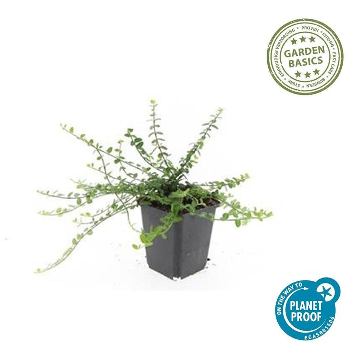 Euonymus fortunei 'Minimus' - 20cm - Zimmerpflanze Kaufen