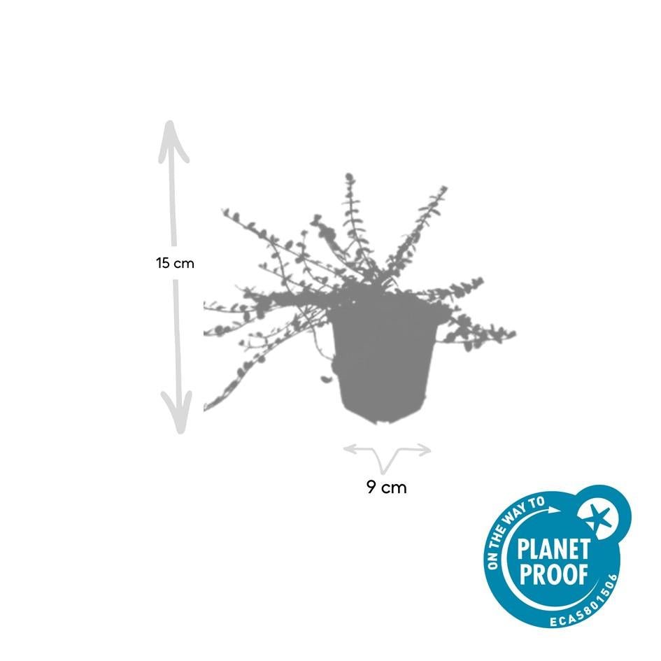 Euonymus fortunei 'Minimus' - 20cm - Zimmerpflanze Kaufen