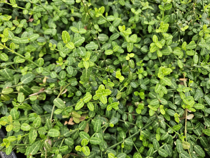 Euonymus fortunei 'Minimus' - 20cm - Zimmerpflanze Kaufen