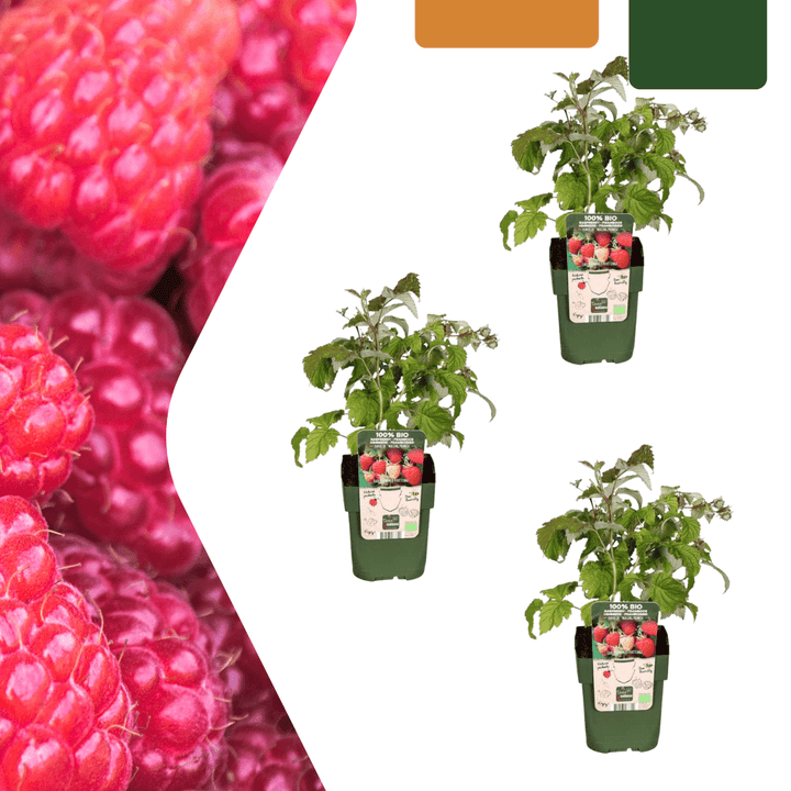 Bio Himbeerpflanzen - 20cm - Zimmerpflanze Kaufen