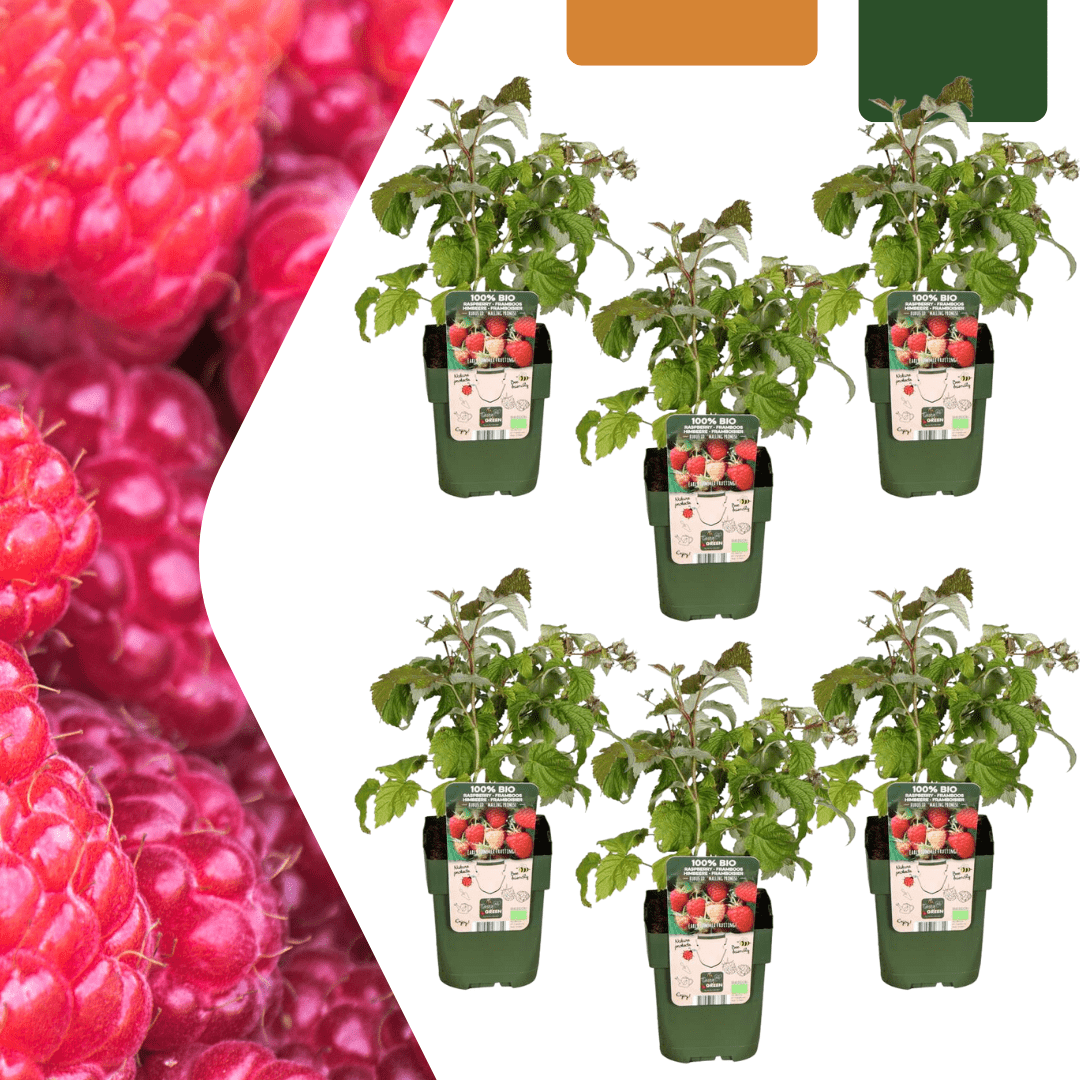 Bio Himbeerpflanzen - 20cm - Zimmerpflanze Kaufen