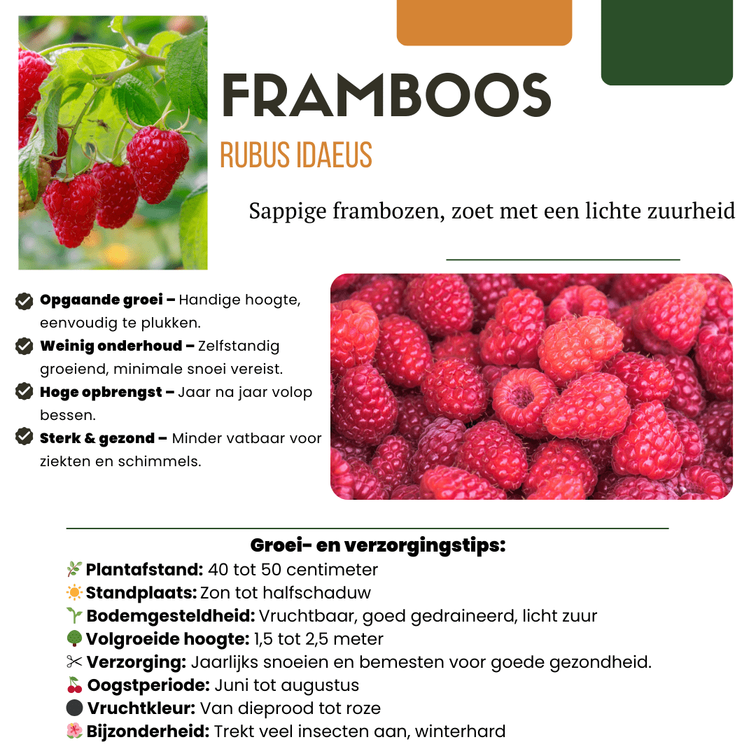 Bio Himbeerpflanzen - 20cm - Zimmerpflanze Kaufen