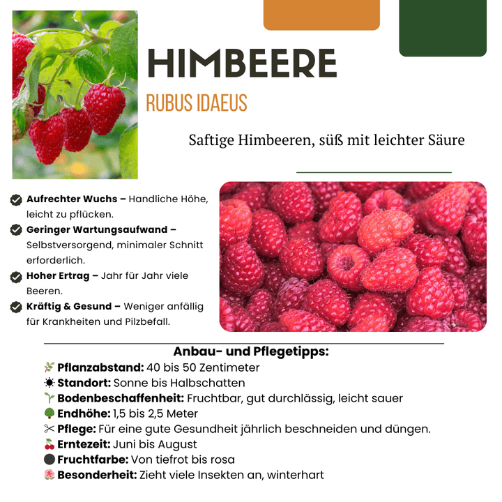 Bio Himbeerpflanzen - 20cm - Zimmerpflanze Kaufen