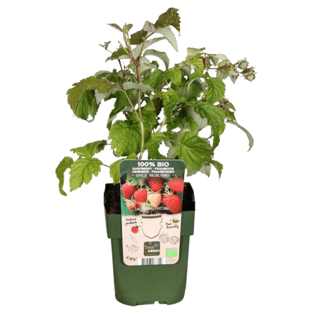 Bio Himbeerpflanzen - 20cm - Zimmerpflanze Kaufen