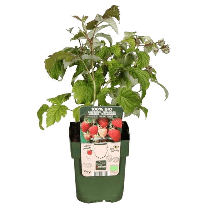 Bio Himbeerpflanzen - 20cm - Zimmerpflanze Kaufen