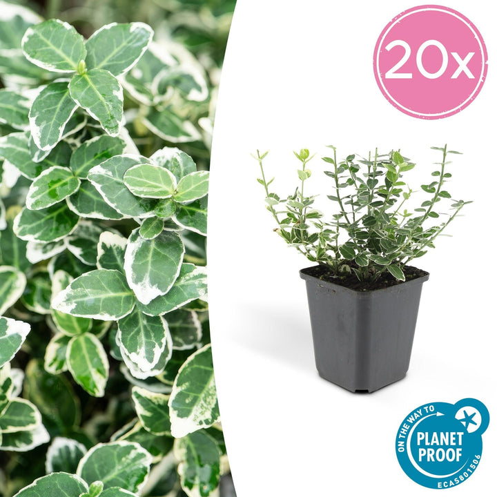 Euonymus 'Emerald 'n Gaity' - 20cm - Zimmerpflanze kaufen