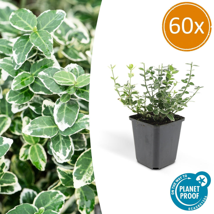 Euonymus 'Emerald 'n Gaity' - 20cm - Zimmerpflanze kaufen