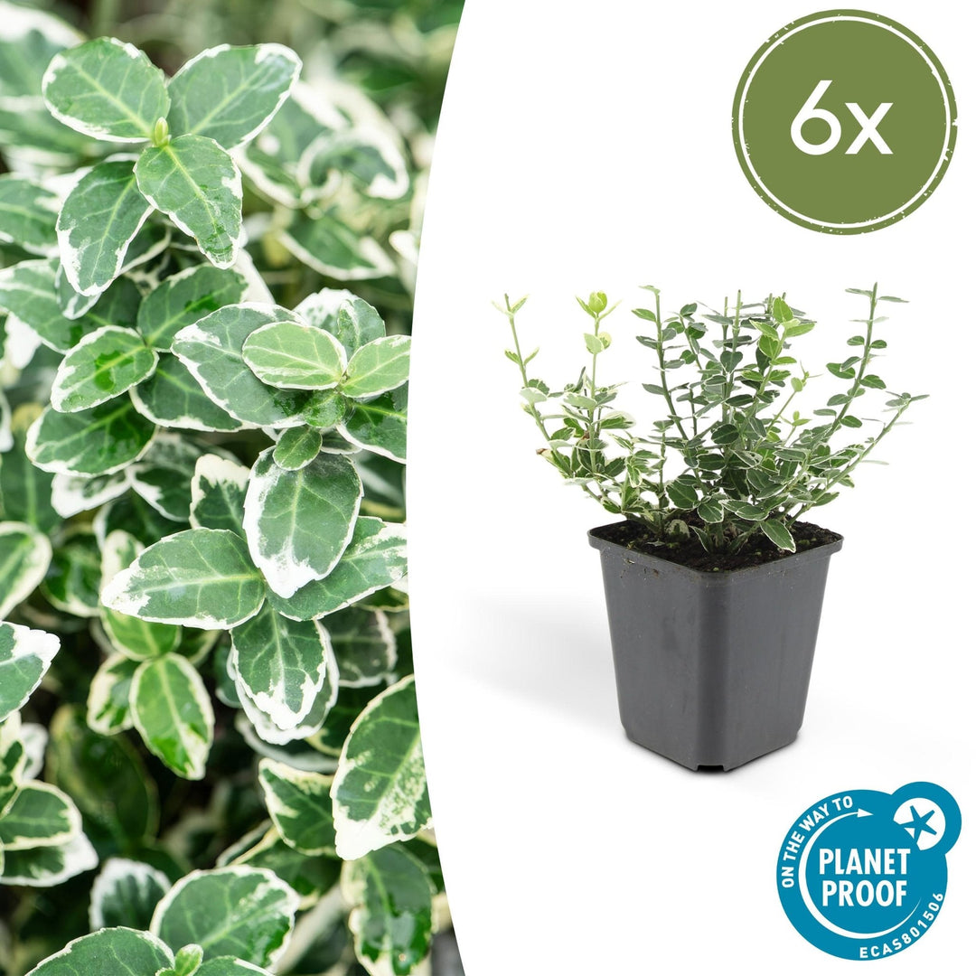 Euonymus 'Emerald 'n Gaity' - 20cm - Zimmerpflanze kaufen