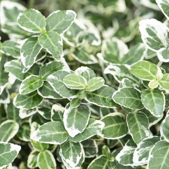 Euonymus 'Emerald 'n Gaity' - 20cm - Zimmerpflanze kaufen