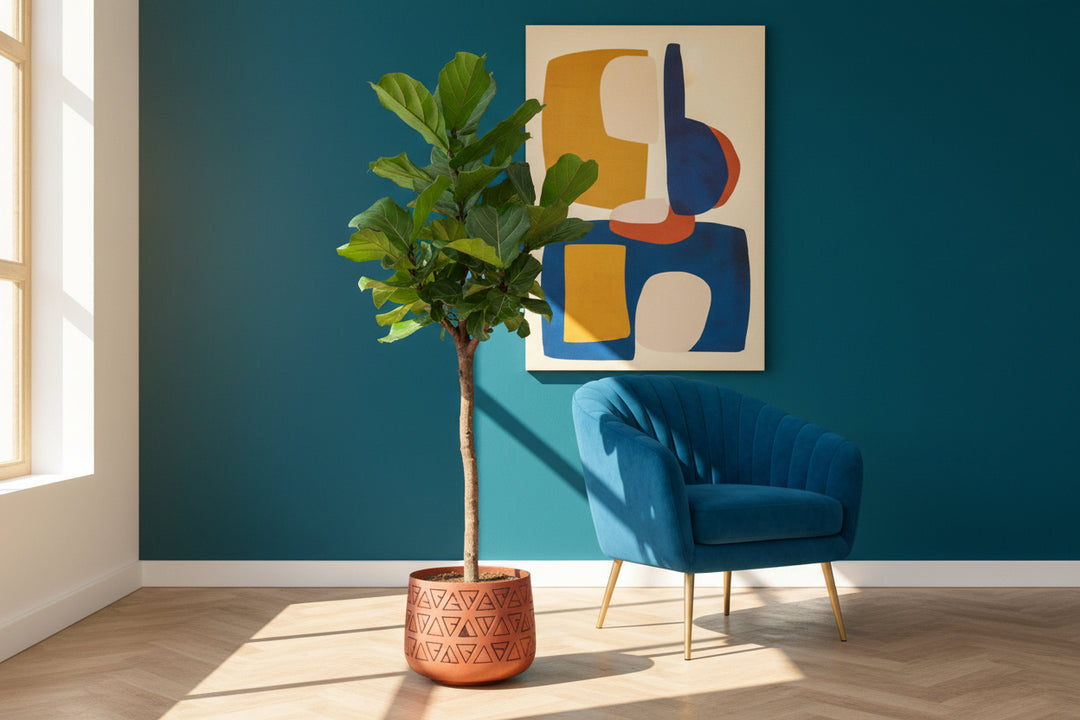 Ficus Lyrata Baum XL - 180cm - Geigenfeige - Zimmerpflanze