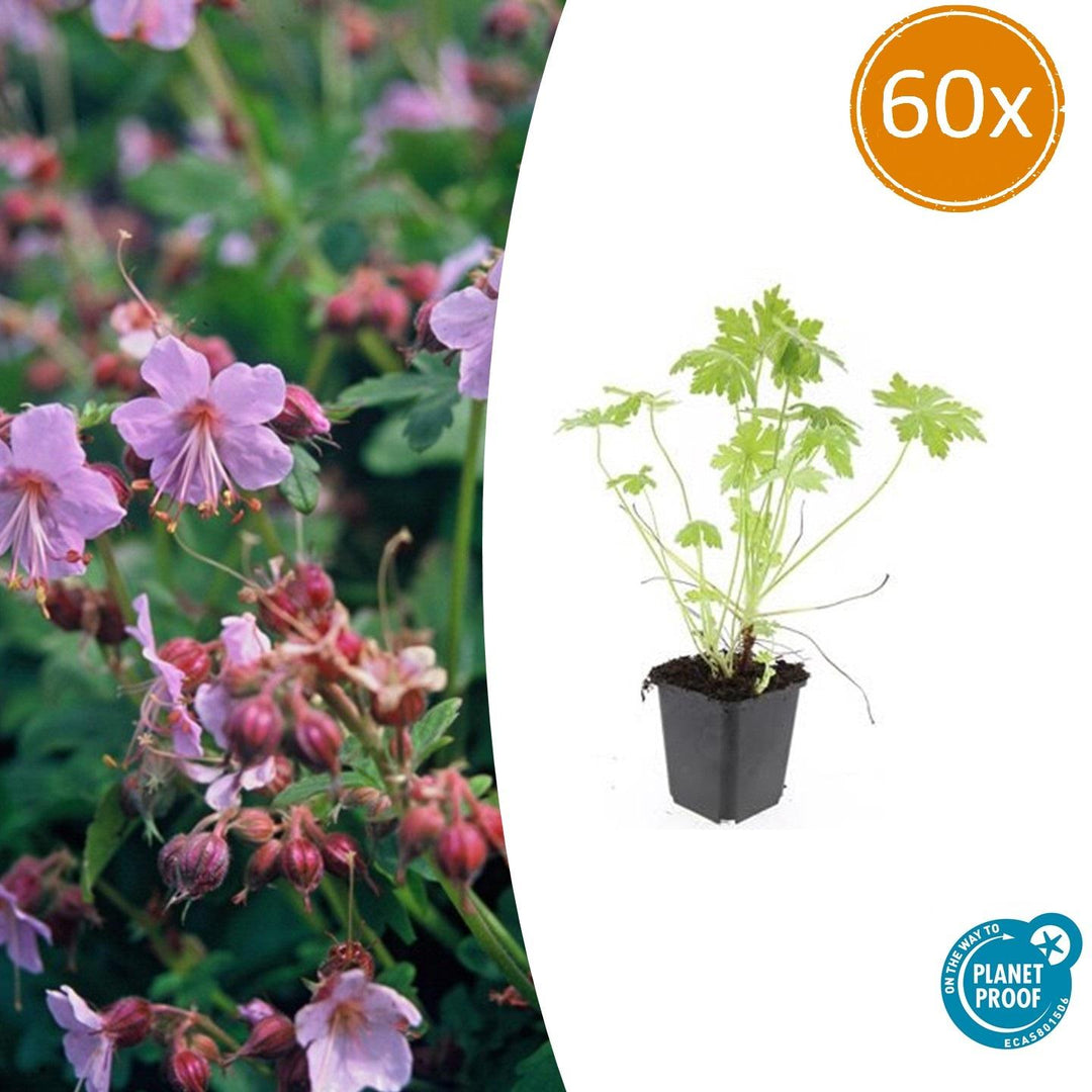 Geranium Macrorrhizum - 20cm - Zimmerpflanze Kaufen