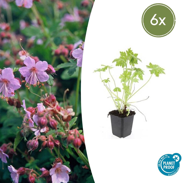 Geranium Macrorrhizum - 20cm - Zimmerpflanze Kaufen