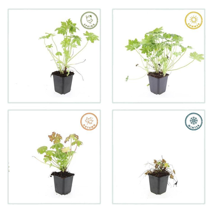 Geranium Macrorrhizum - 20cm - Zimmerpflanze Kaufen