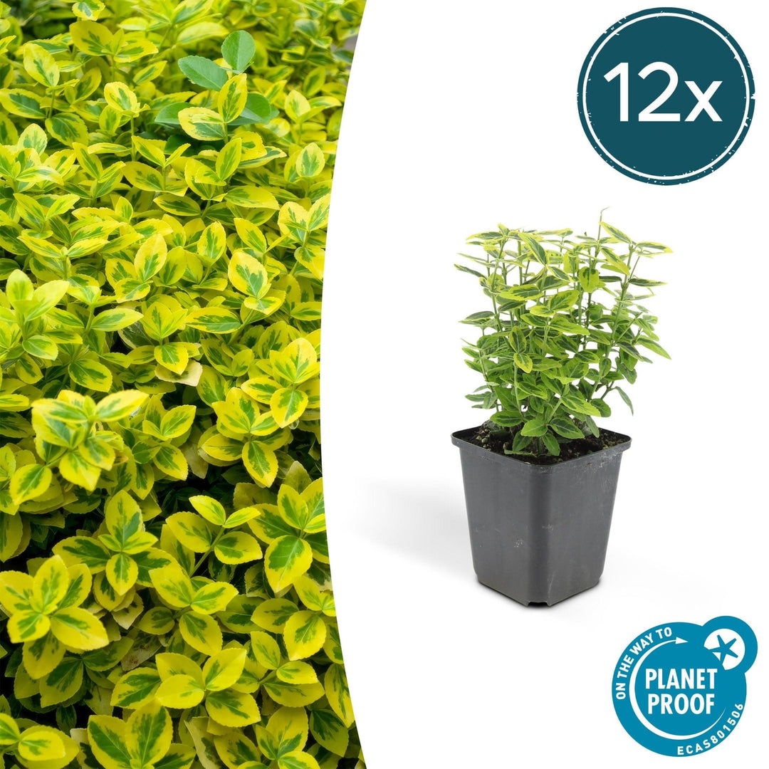 Euonymus fortunei 'Emerald 'n Gold' - 20 cm