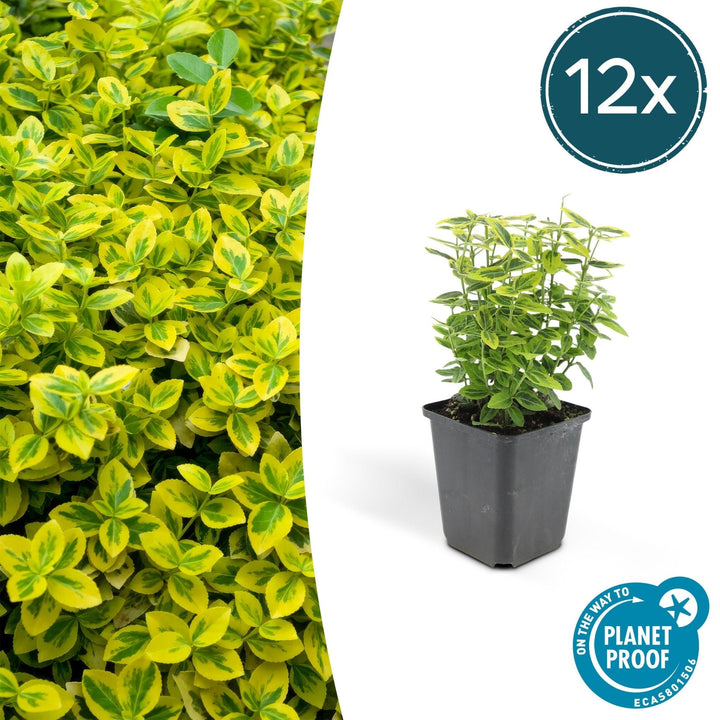 Euonymus fortunei 'Emerald 'n Gold' - 20 cm
