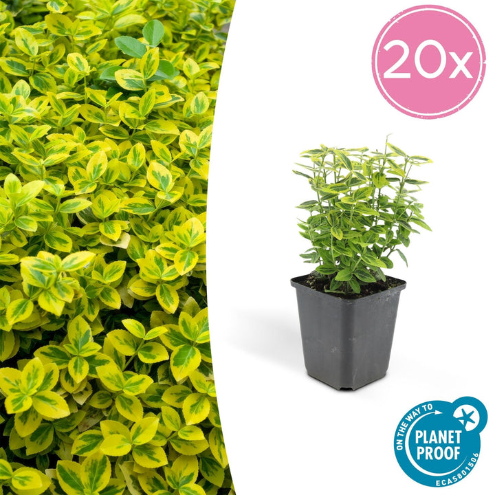 Euonymus fortunei 'Emerald 'n Gold' - 20 cm