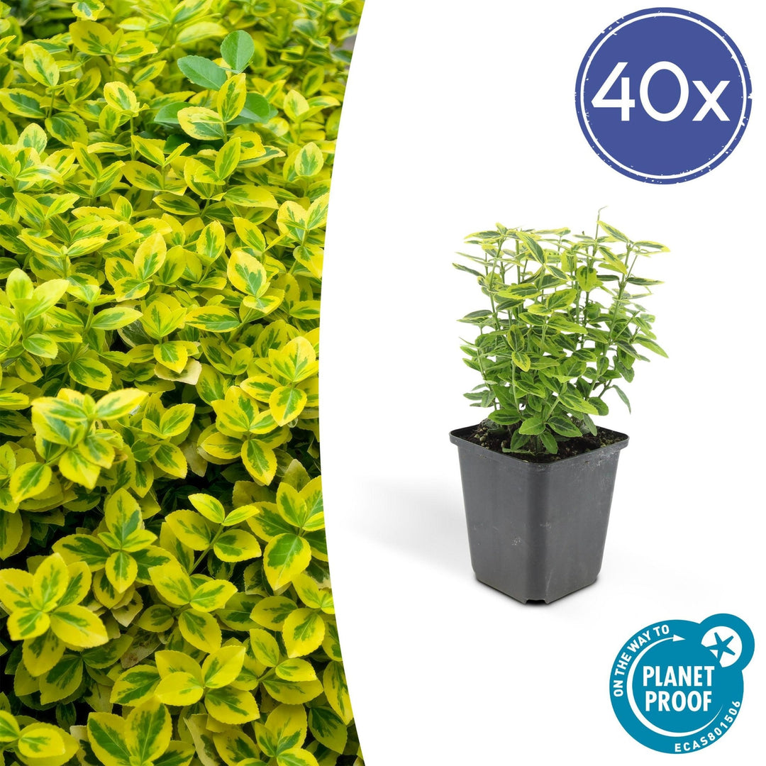 Euonymus fortunei 'Emerald 'n Gold' - 20 cm