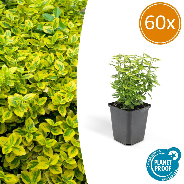 Euonymus fortunei 'Emerald 'n Gold' - 20 cm